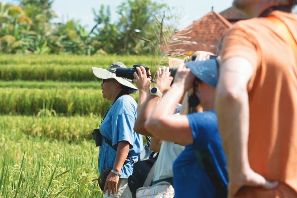Experience Ubud's Birdsong: Guided Bali Bird Walks